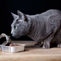 6 canned foods recommended for cats