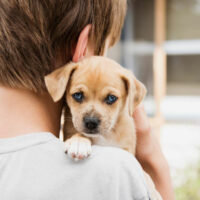 Popular dogs and puppies adoption homes in the USA