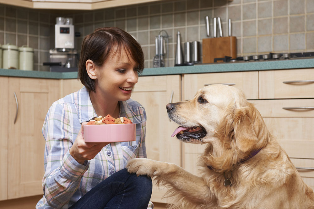 Here are the top 6 food allergies in cats and dogs